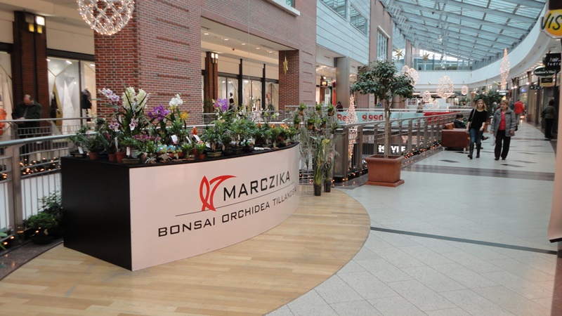 bonsai vasarlas budapesten a westendben marczika bonsai studio erd